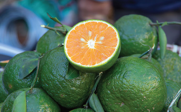 Citrus, Monica Berg
