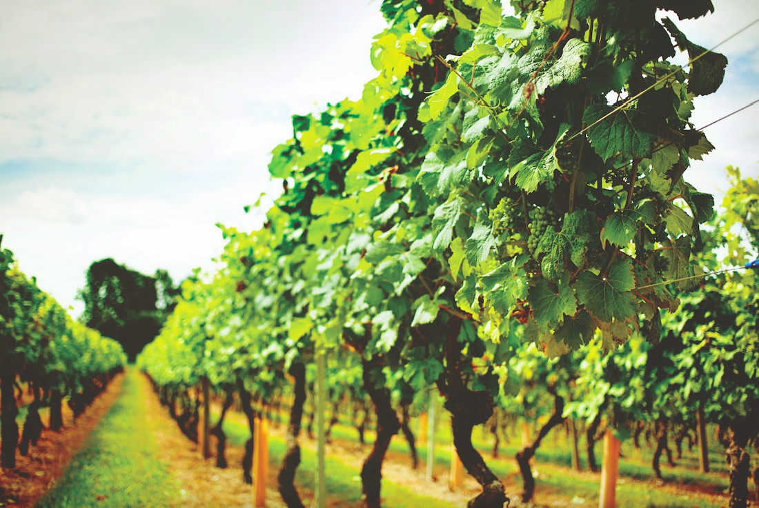 English vineyard, bacchus