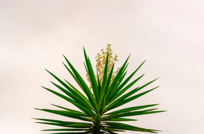 raicilla agave