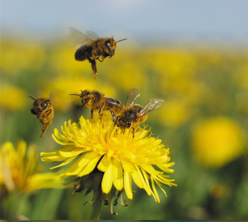 Garden to Glass Dandelion wine CLASS